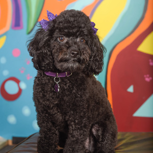 Fundraising Page: Stephanie Reynolds